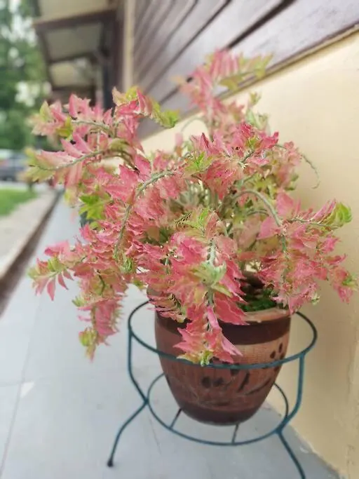 בית נופש Ipoh Buntong Corner Homestay מלזיה